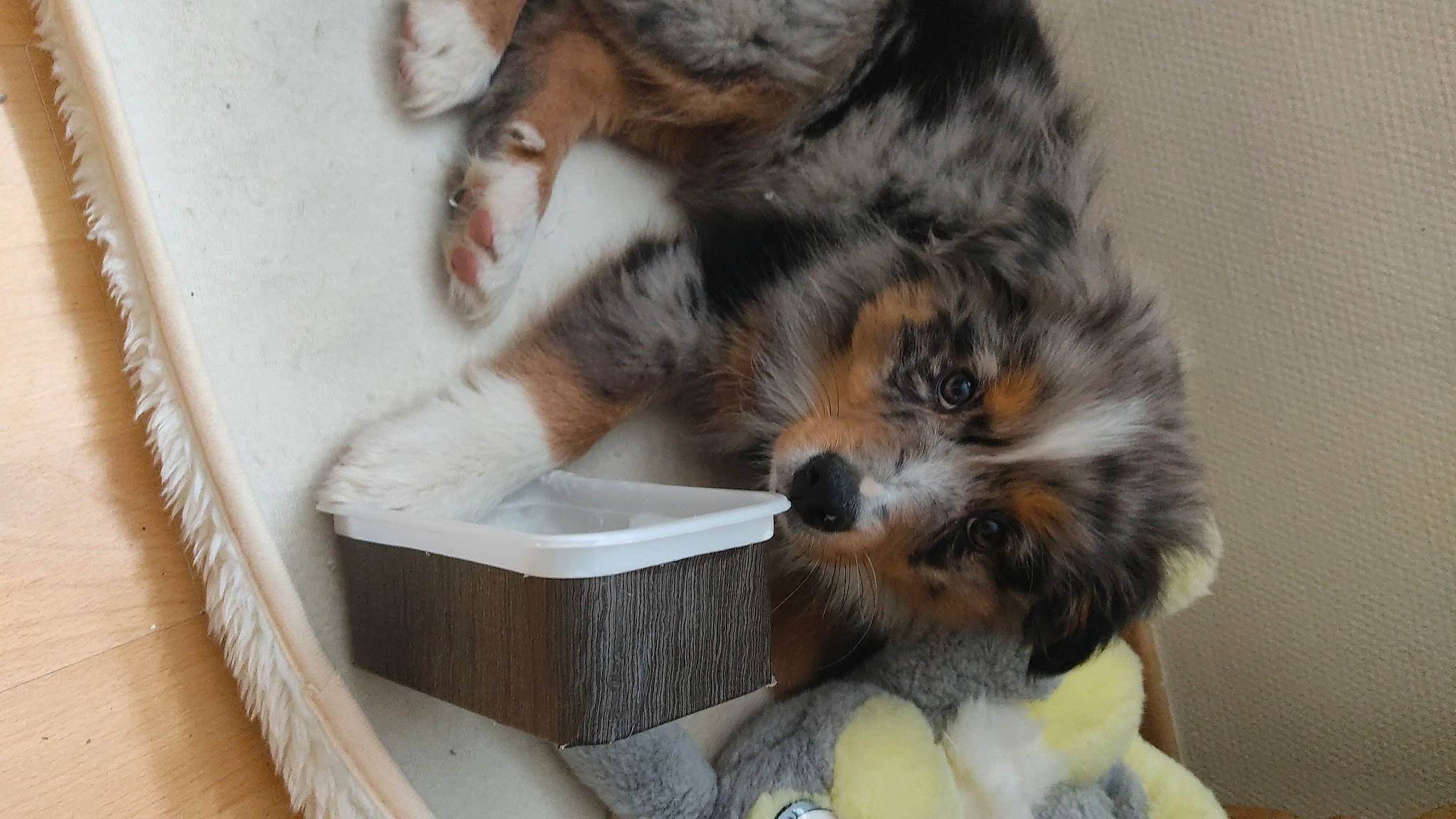 Amy participe au concours pour gagner de l'argent avec cette photo : box, canidae, carnivore, companion_dog, dog, dog_breed, fawn, felidae, fur, mammal, shipping_box, small_to_medium_sized_cats, snout, sporting_group, tail, terrestrial_animal, toy, toy_dog, whiskers, wood