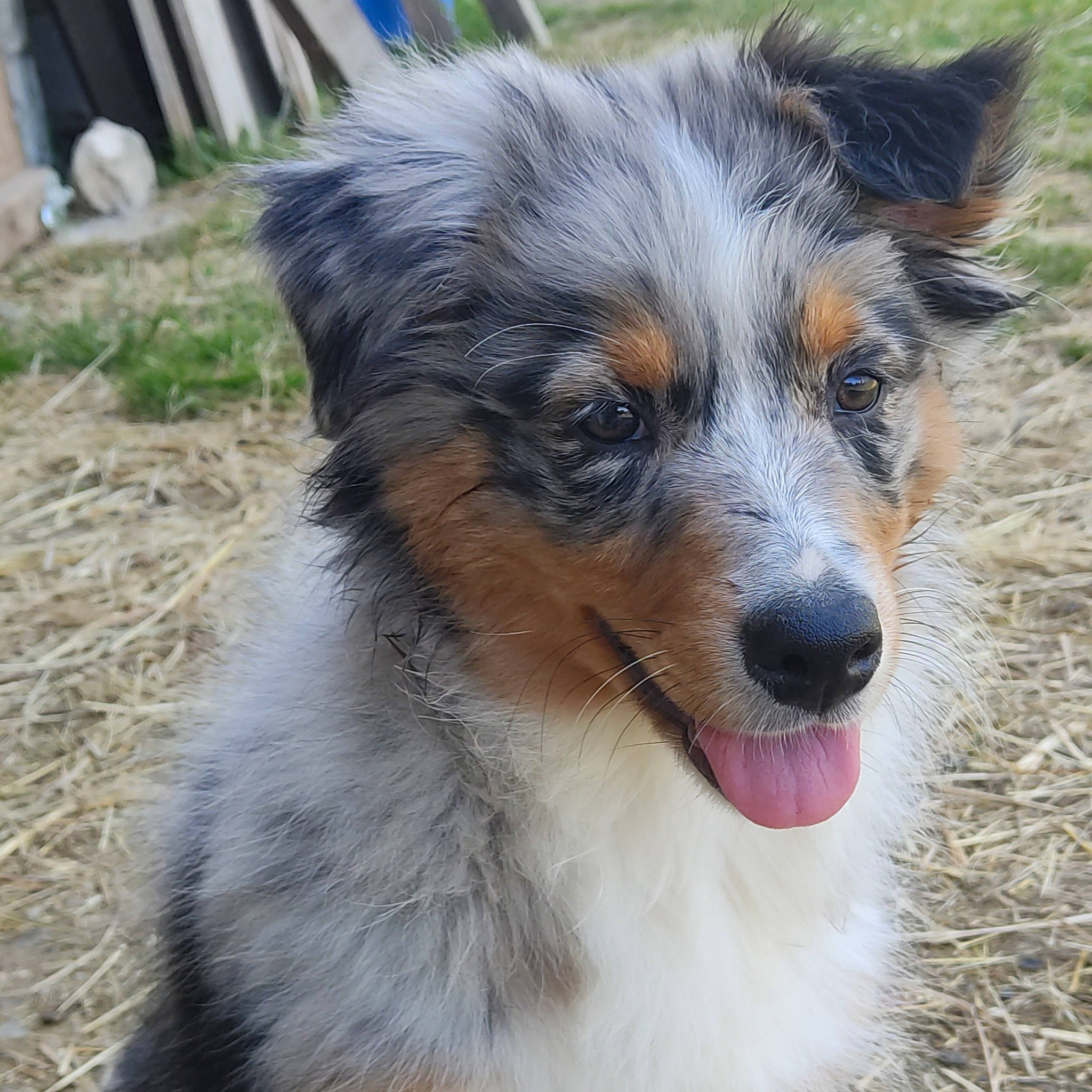 Amy a rejoint le concours — aidez-le/la à gagner de superbes lots ! australian_collie, australian_shepherd, border_collie, canidae, carnivore, companion_dog, dog, dog_breed, fur, herding_dog, miniature_australian_shepherd, plant, snout, soil, sporting_group, terrestrial_animal, texas_heeler, whiskers, working_dog