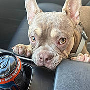 Chuy is registered to the contest to win money with this photo: animal, car_interior, car_seat, center_console, close_up, cute, dog, domestic_animal, energy_drink_can, expression, french_bulldog, leather_surface, looking_up, mammal, paws, pet, puppy, resting, seat, vehicle
