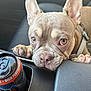animal, car_interior, car_seat, center_console, close_up, cute, dog, domestic_animal, energy_drink_can, expression, french_bulldog, leather_surface, looking_up, mammal, paws, pet, puppy, resting, seat, vehicle