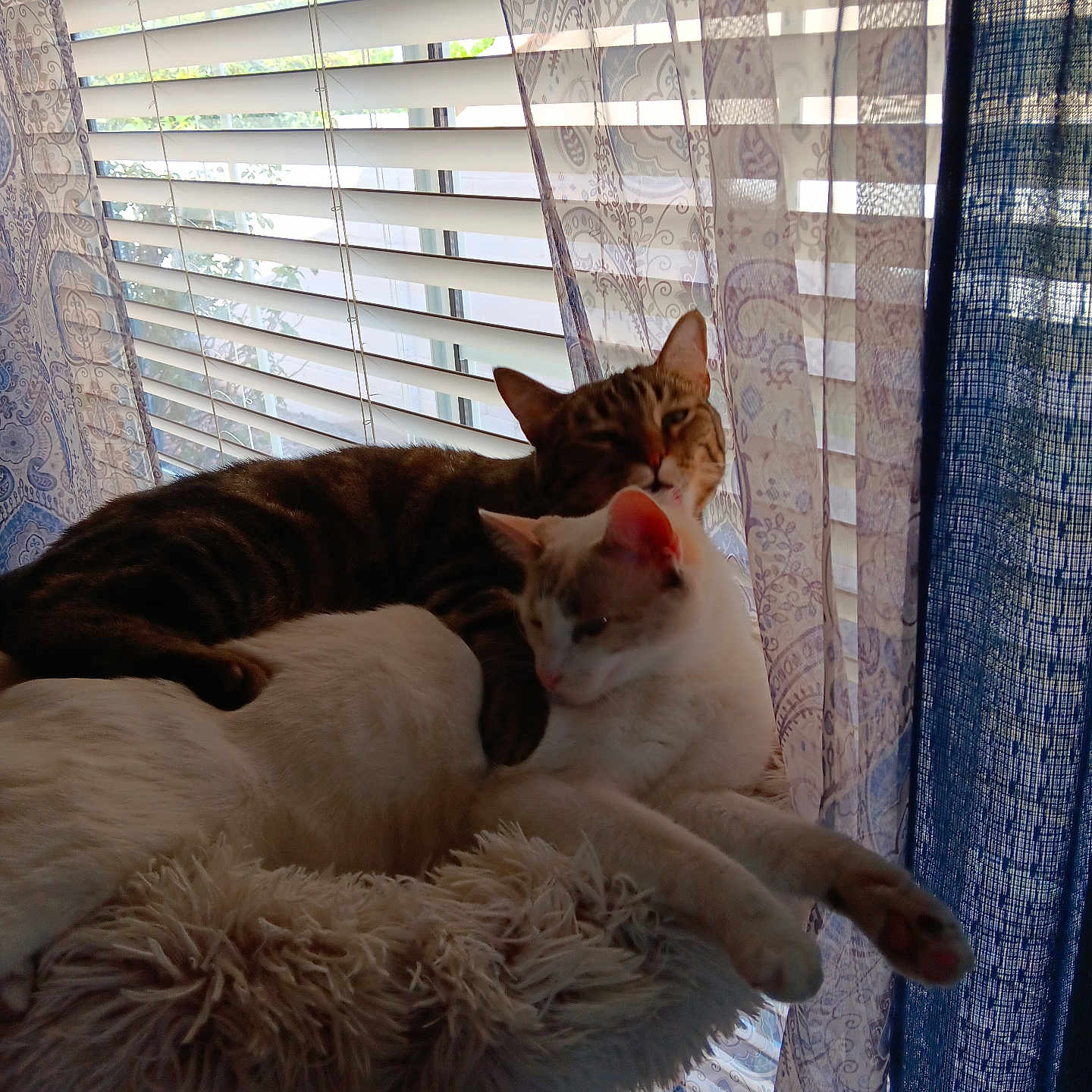 Pearl And Maui is registered to the contest to win money with this photo: abyssinian, animal, canine, cat, chair, couch, curtain, cushion, dog, furniture, hardwood, homedecor, kitten, linen, manx, pet, siamese, window, windowshade, wood