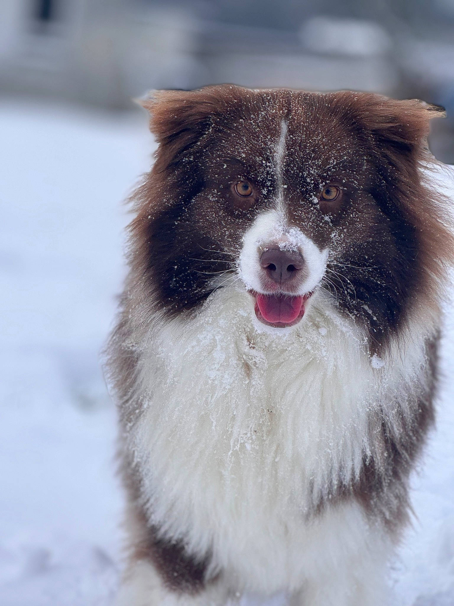 Rolly participe au concours pour gagner de l'argent avec cette photo : ancient_dog_breeds, australian_collie, border_collie, canidae, carnivore, companion_dog, dog, dog_breed, freezing, fur, herding_dog, snow, sporting_group, terrestrial_animal, whiskers, winter, working_animal, working_dog