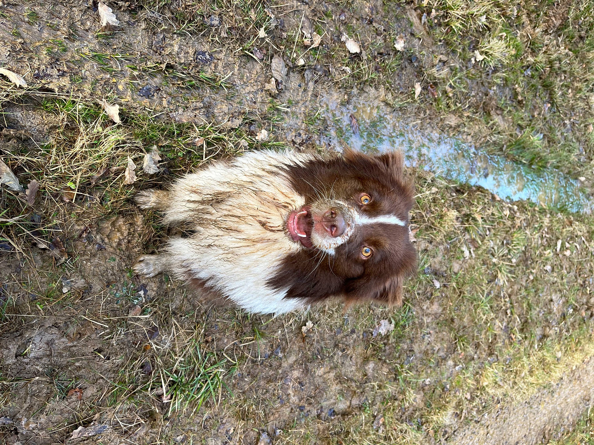 Rolly participe au concours pour gagner de l'argent avec cette photo : asphalt, canidae, dog_breed, fawn, felidae, fur, grass, liver, rodent, small_to_medium_sized_cats, snout, soil, sporting_group, tail, terrestrial_animal, whiskers