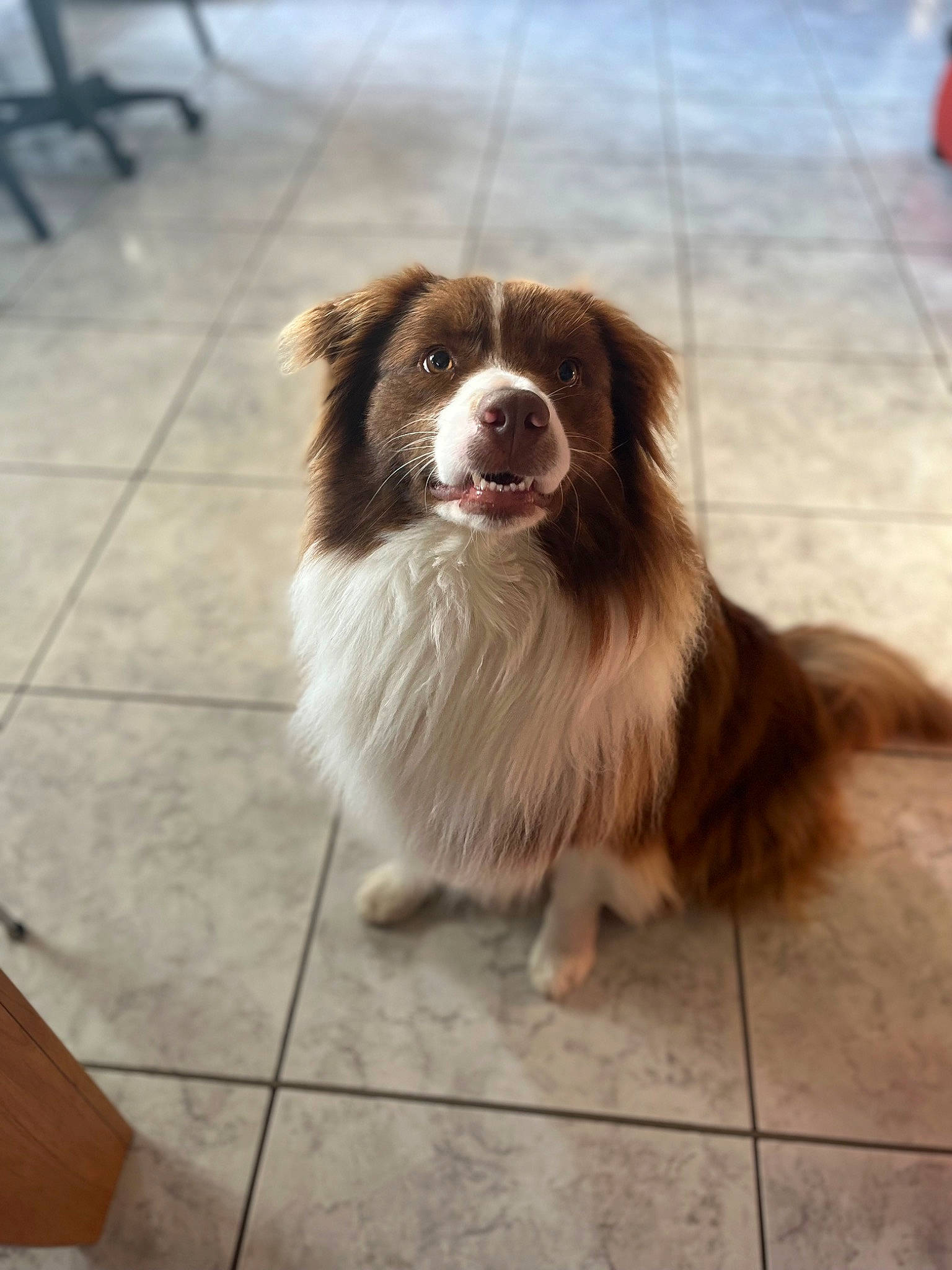 Rolly a rejoint le concours — aidez-le/la à gagner de superbes lots ! carnivore, companion_dog, dog, dog_breed, fang, floor, flooring, fur, gun_dog, hardwood, herding_dog, liver, plant, snout, sporting_group, tile_flooring, toy_dog, whiskers, working_animal, working_dog