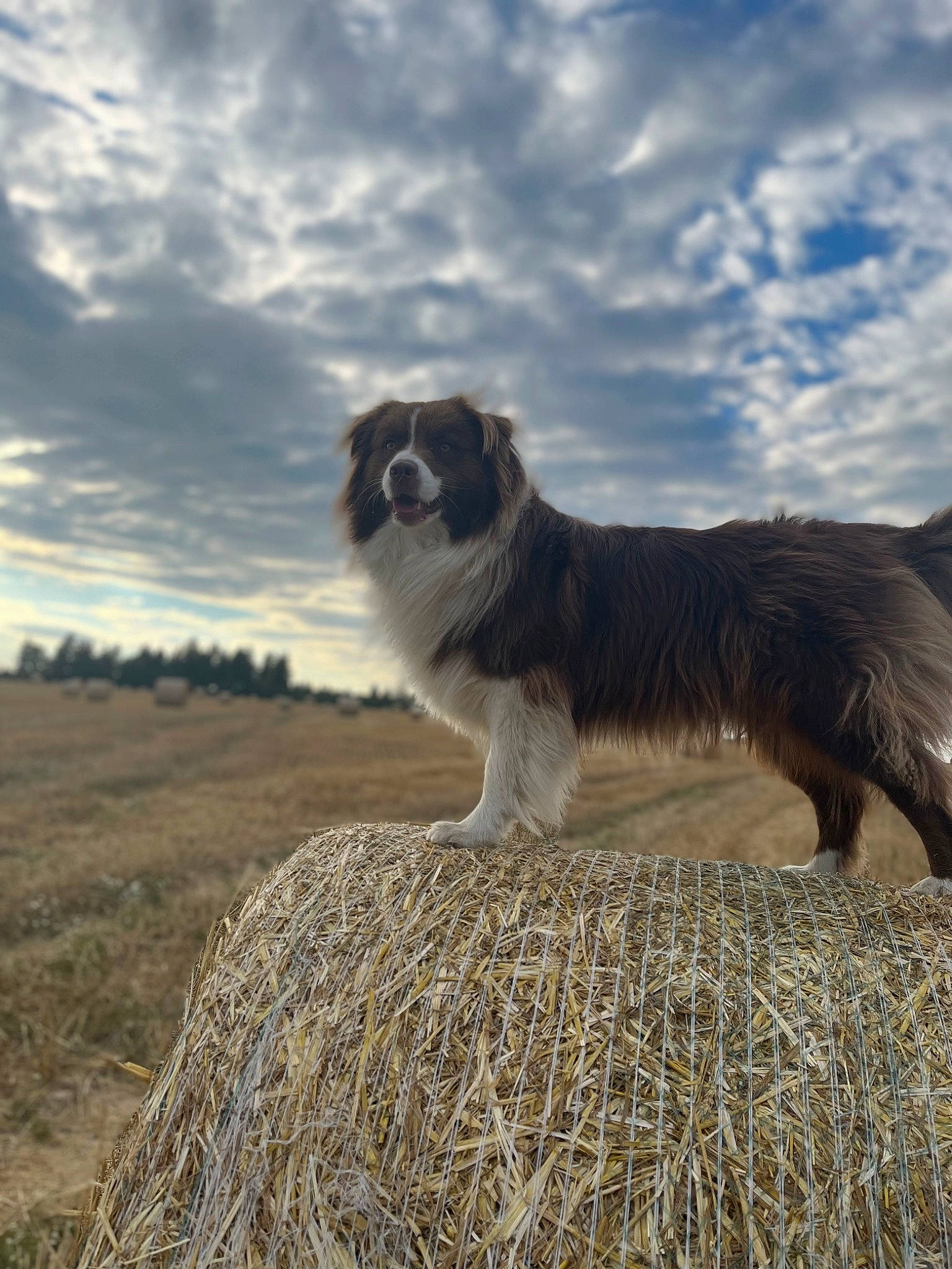 Rolly a rejoint le concours — aidez-le/la à gagner de superbes lots ! border_collie, canidae, carnivore, cloud, companion_dog, cumulus, dog, dog_breed, fur, grass, grassland, hay, herding_dog, landscape, sky, snout, sporting_group, tail, terrestrial_animal, working_dog