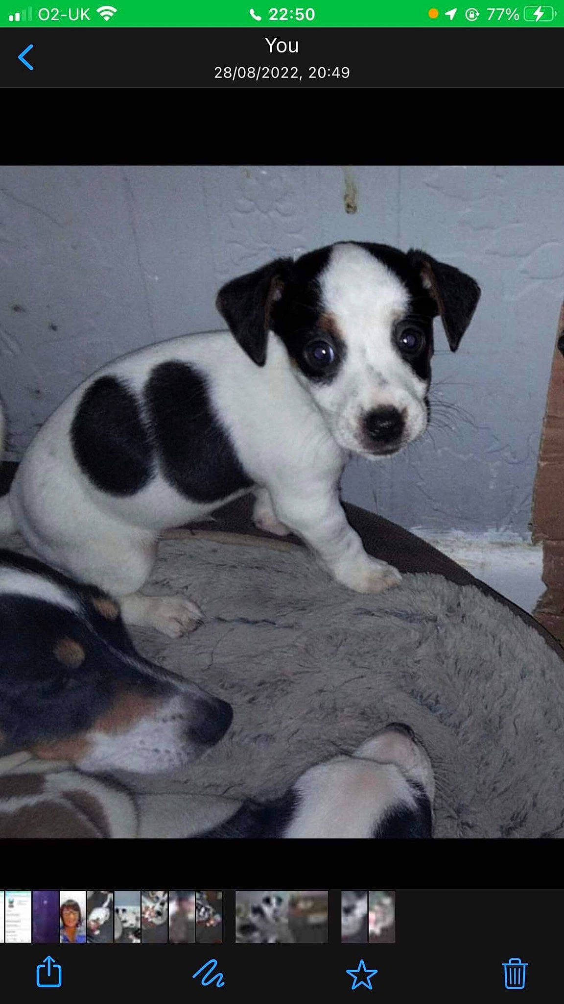 Jaxson is registered to the contest to win money with this photo: carnivore, collar, companion_dog, dog, dog_breed, non_sporting_group, rectangle, snout, sporting_group, street_dog, terrestrial_animal, terrier, whiskers, working_animal