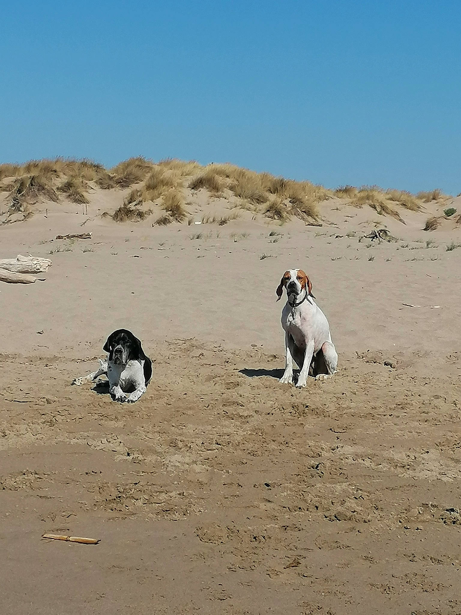 Olga participe au concours pour gagner de l'argent avec cette photo : aeolian_landform, canidae, carnivore, coast, companion_dog, dog, dog_breed, horizon, landscape, non_sporting_group, ocean, plateau, recreation, sand, seabird, sky, soil, sporting_group, sports, working_animal