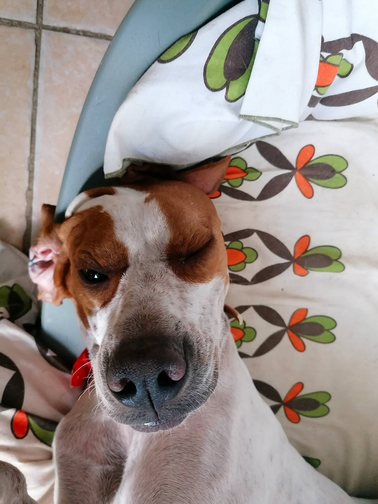 Olga a rejoint le concours — aidez-le/la à gagner de superbes lots ! ancient_dog_breeds, canidae, carnivore, collar, companion_dog, dog, dog_breed, dog_collar, dog_supply, eyewear, fawn, hound, linens, pattern, petal, sighthound, sporting_group, terrier, whiskers, working_animal