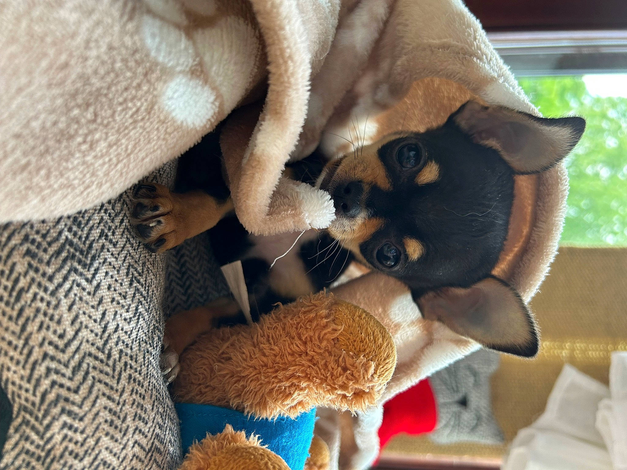 Mylo a rejoint le concours — aidez-le/la à gagner de superbes lots ! carnivore, cat, cat_supply, comfort, companion_dog, dog_breed, domestic_short_haired_cat, fawn, felidae, fur, linens, mammal, pattern, small_to_medium_sized_cats, stuffed_toy, textile, toy, whiskers, window, wool