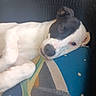 Diamond is registered to the contest to win money with this photo: dog, black_and_white, lying_down, couch, pillow, pet, animal, resting, relaxed, indoor, close_up, face, fur, cute, companion, domestic_animal, canine, snout, ear, looking_at_camera