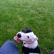 Diamond is registered to the contest to win money with this photo: dog, grass, leash, person, hand, pants, outdoor, pet, black_and_white, playful, tongue_out, happy, sitting, nature, sidewalk, daytime, canine, collar, blur, fun