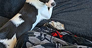 Diamond is registered to the contest to win money with this photo: dog, black_and_white, couch, blanket, indoor, pet, fur, looking_back, texture, cozy, resting, curious, seated, furniture, animal, companion, home, relaxed, canine, domestic