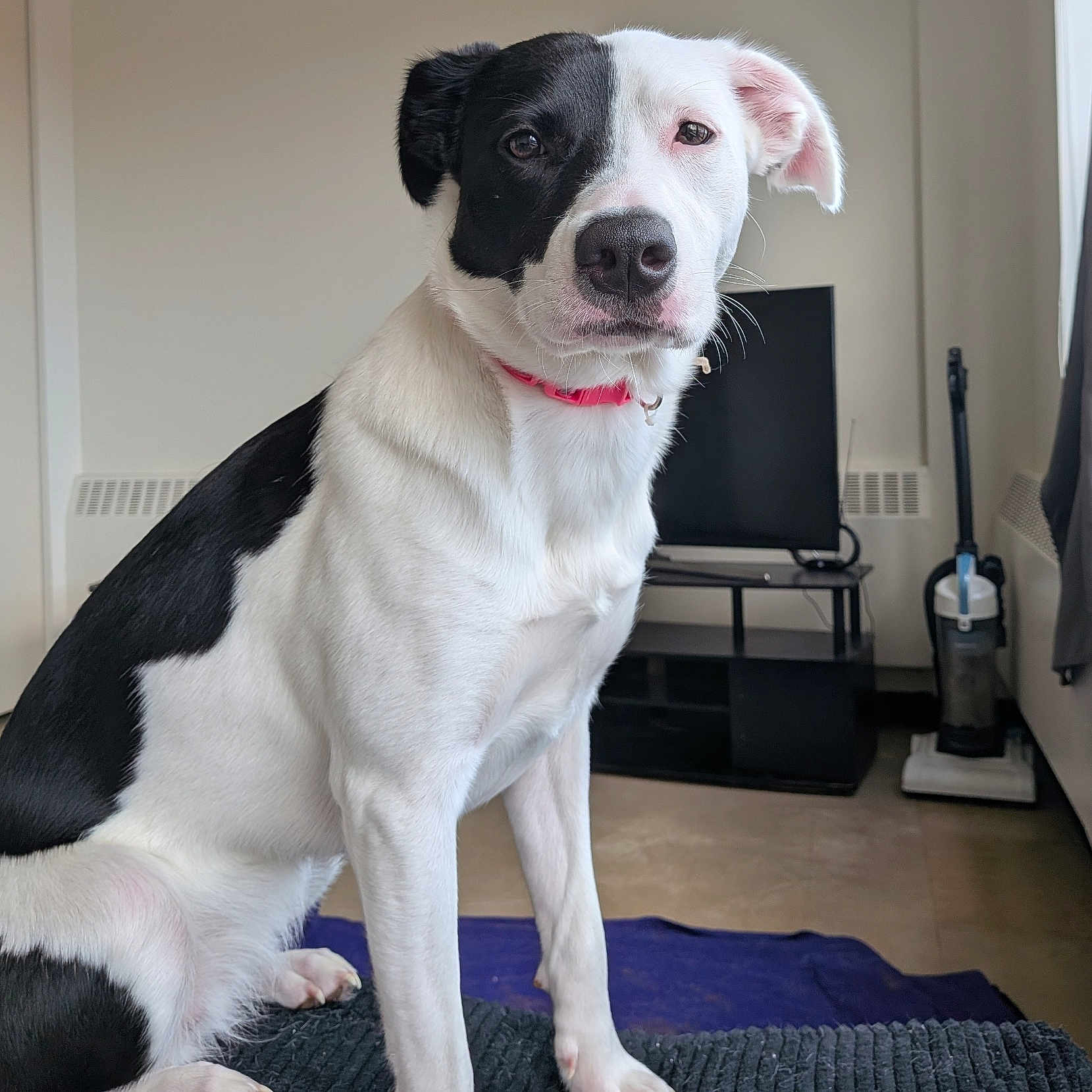Diamond is registered to the contest to win money with this photo: dog, black_and_white, indoor, pet, sitting, floor, vacuum_cleaner, television, curtain, window, collar, furniture, calm, looking_at_camera, domestic, animal, mammal, short_hair, home, companion