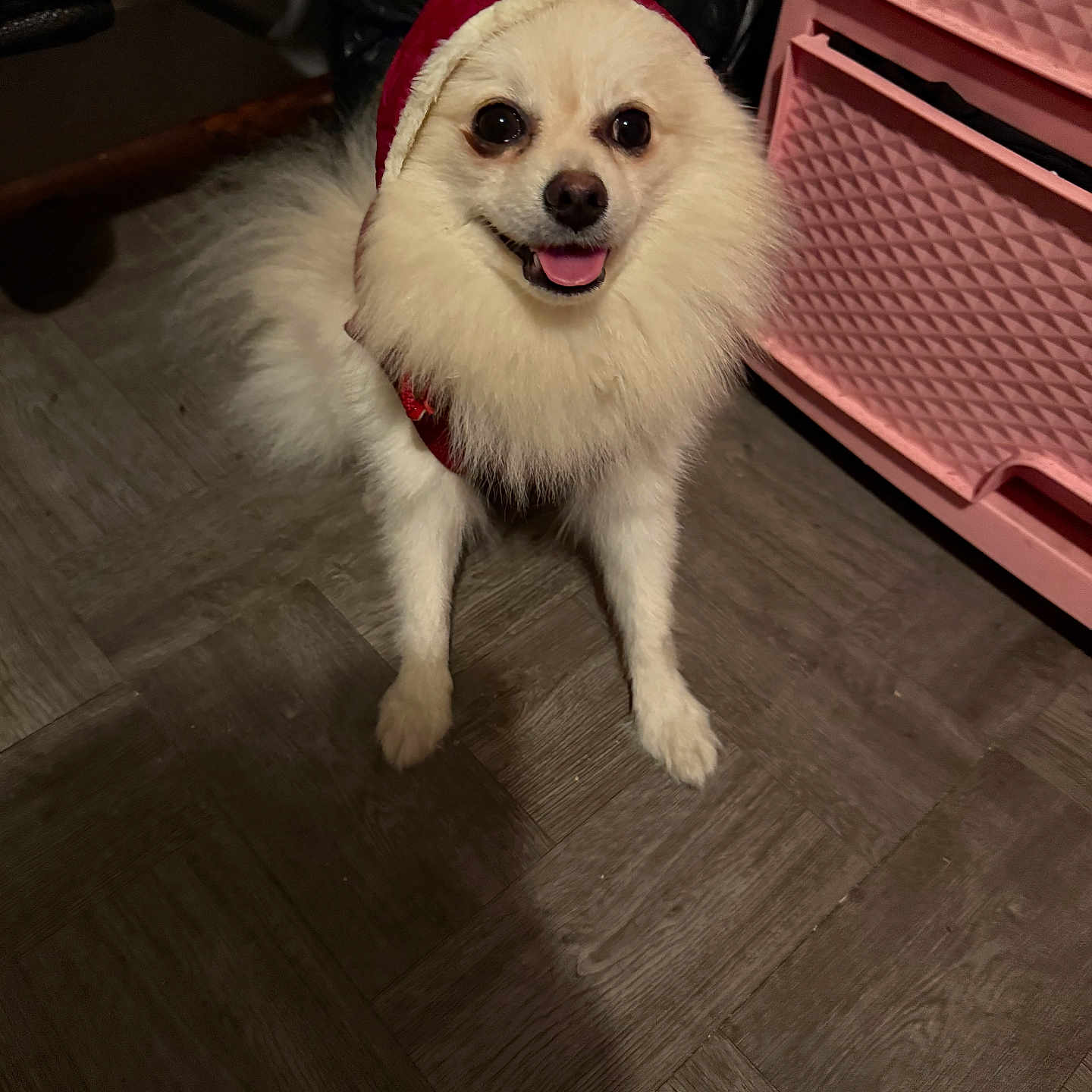 Coco joined the competition — help win amazing prizes! animal, canine, companion, cute, dog, domestic_animal, floor, fluffy, furniture, happy, hooded_outfit, indoor, pet, pink_drawer, small_dog, smiling, standing, tongue_out, white_fur, wooden_floor