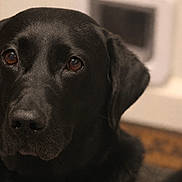 Caesar is registered to the contest to win money with this photo: dog, black_lab, pet, animal, indoor, close_up, portrait, canine, fur, ears, nose, eyes, brown_eyes, muzzle, domestic_animal, looking, face, companion, friendly, cute