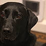 dog, black_lab, pet, animal, indoor, close_up, portrait, canine, fur, ears, nose, eyes, brown_eyes, muzzle, domestic_animal, looking, face, companion, friendly, cute