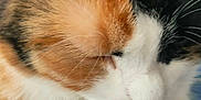 Moon participe au concours pour gagner de l'argent avec cette photo : animal, calico, cat, close_up, cozy, cute, denim, domestic_cat, face, feline, fur, indoor, paw, pet, relaxation, resting, sleeping, soft, texture, whiskers