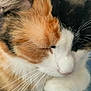 animal, calico, cat, close_up, cozy, cute, denim, domestic_cat, face, feline, fur, indoor, paw, pet, relaxation, resting, sleeping, soft, texture, whiskers
