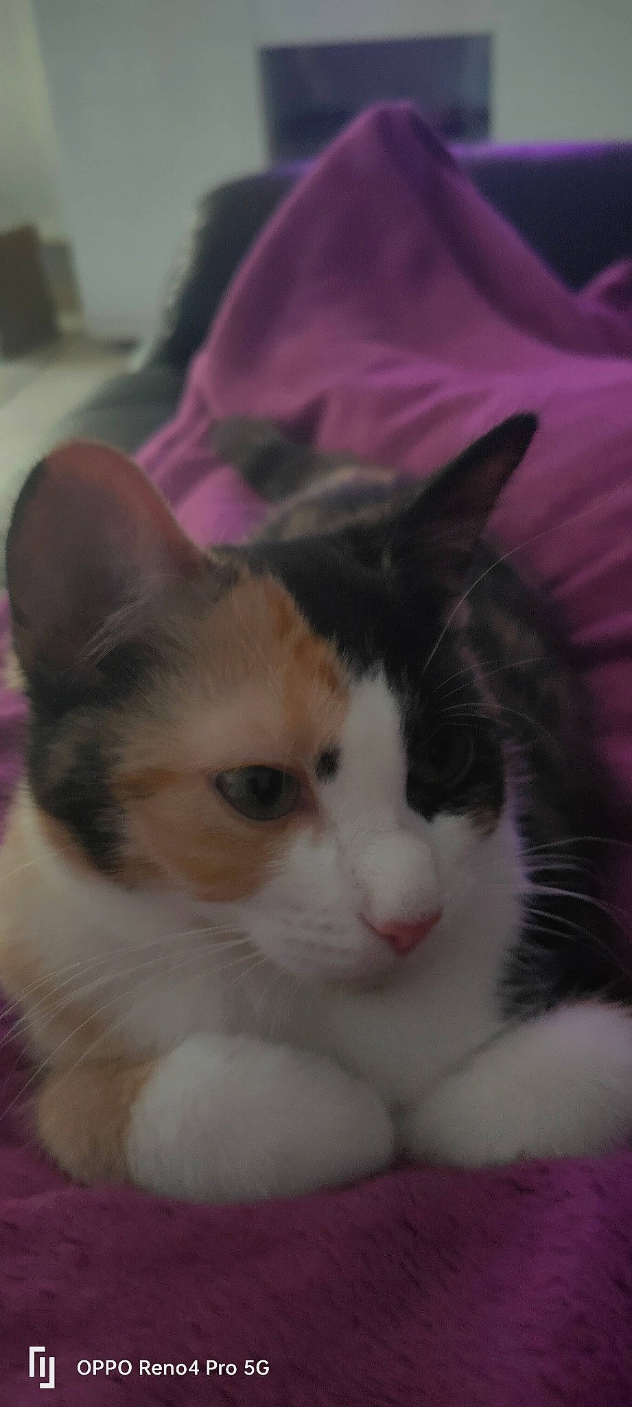 Moon a rejoint le concours — aidez-le/la à gagner de superbes lots ! carnivore, cat, comfort, domestic_short_haired_cat, felidae, fur, magenta, small_to_medium_sized_cats, snout, tail, whiskers, window