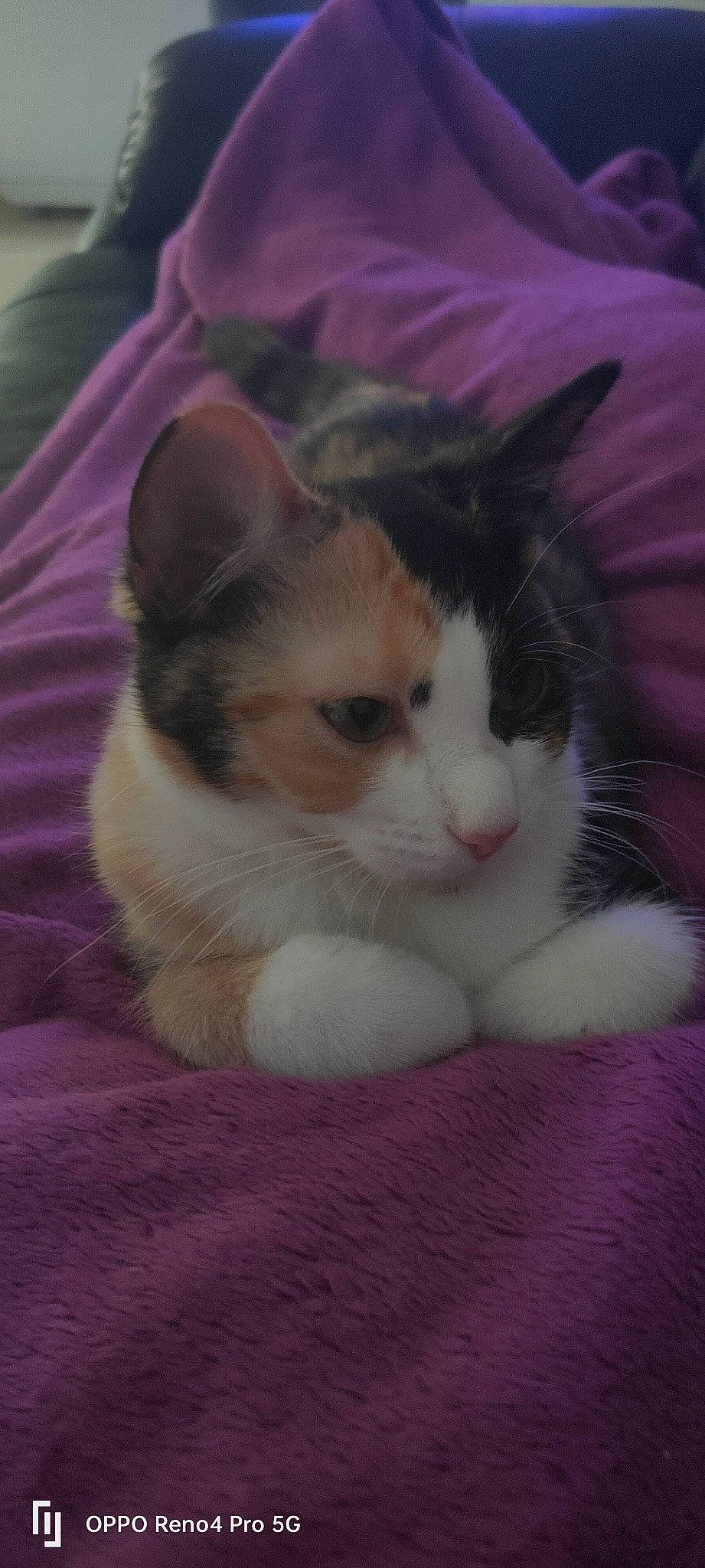 Moon a rejoint le concours — aidez-le/la à gagner de superbes lots ! carnivore, cat, comfort, domestic_short_haired_cat, eye, felidae, foot, fur, paw, small_to_medium_sized_cats, tail, whiskers