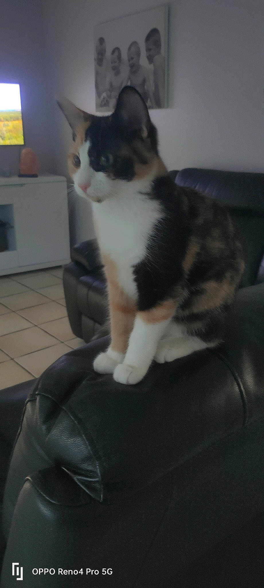 Moon participe au concours pour gagner de l'argent avec cette photo : carnivore, cat, claw, comfort, domestic_short_haired_cat, felidae, flooring, fur, hardwood, home_appliance, human_leg, lap, paw, sitting, small_to_medium_sized_cats, snout, tail, television, whiskers