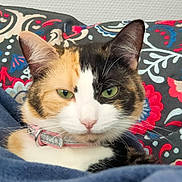 Moon participe au concours pour gagner de l'argent avec cette photo : animal, blanket, calico, cat, collar, cozy, cute, domestic_cat, feline, fur, green_eyes, indoor, patterned_background, pet, pink_collar, portrait, relaxed, resting, soft_texture, whiskers