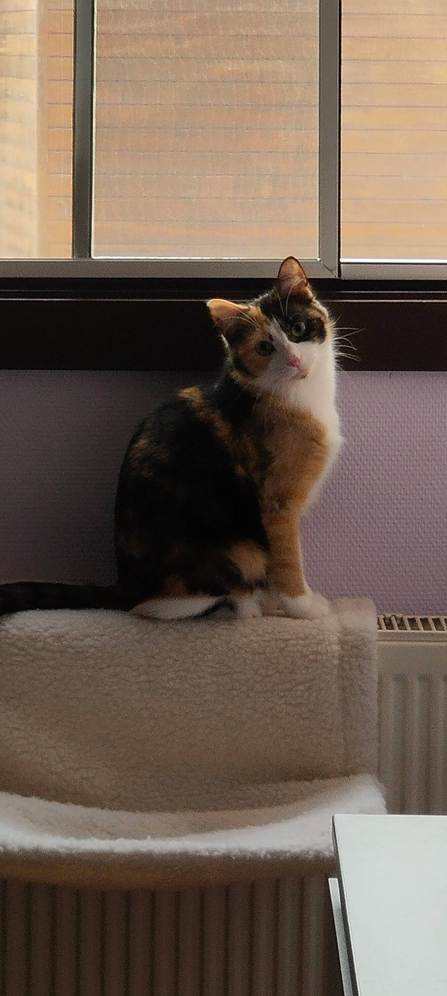 Moon participe au concours pour gagner de l'argent avec cette photo : carnivore, cat, cat_supply, comfort, domestic_short_haired_cat, felidae, flooring, fur, grey, hardwood, paw, rectangle, room, small_to_medium_sized_cats, snout, tail, whiskers, window, window_blind, wood