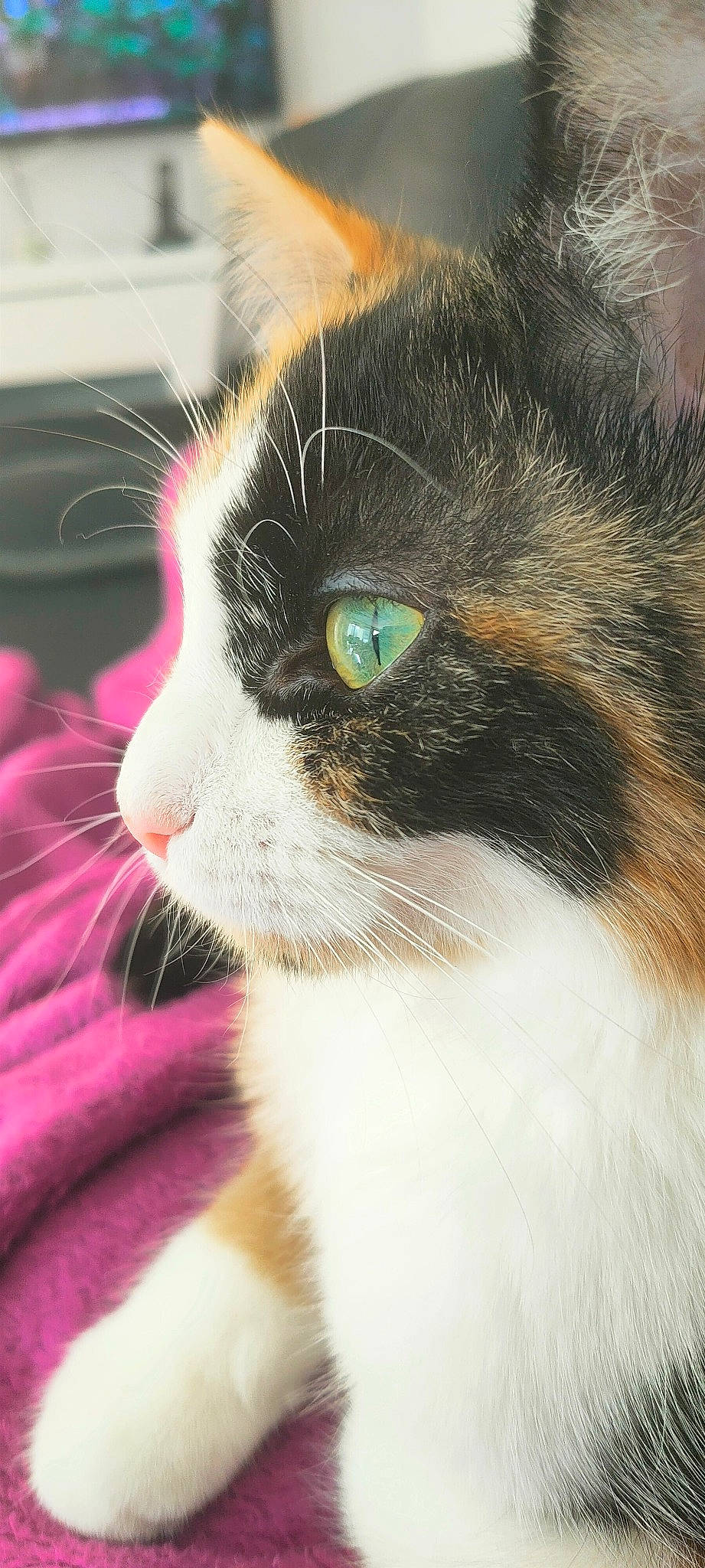 Moon a rejoint le concours — aidez-le/la à gagner de superbes lots ! carnivore, cat, close_up, comfort, domestic_short_haired_cat, eye, felidae, fur, hair, iris, pet_supply, small_to_medium_sized_cats, snout, tail, terrestrial_animal, whiskers