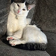 Bluemartin joined the competition — help win amazing prizes! cat, feline, pet, animal, white, black, couch, indoor, relaxed, lounging, cozy, fur, whiskers, ears, paws, tail, collar, home, resting, cute