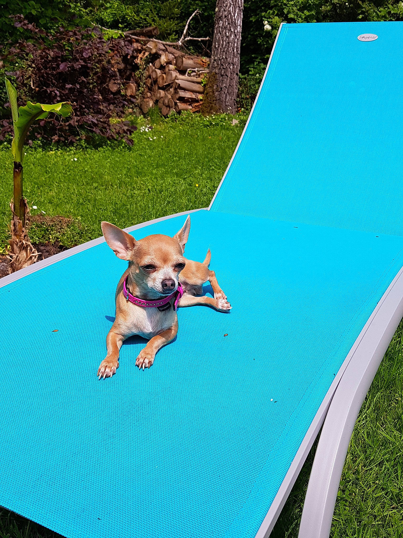 Lassie participe au concours pour gagner de l'argent avec cette photo : canidae, carnivore, chihuahua, companion_dog, dog, dog_breed, dog_clothes, fawn, french_bulldog, grass, hammock, leisure, non_sporting_group, outdoor_furniture, pug, puppy, summer, sunlounger, table, vacation