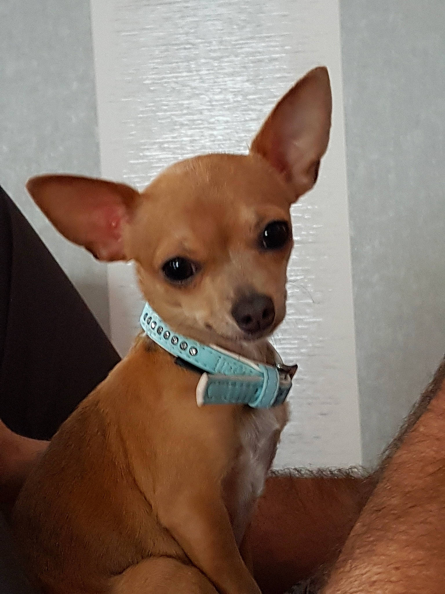 Lassie a rejoint le concours — aidez-le/la à gagner de superbes lots ! canidae, carnivore, chihuahua, companion_dog, corgi_chihuahua, dog, dog_breed, ear, english_toy_terrier, fawn, mammal, miniature_fox_terrier, russkiy_toy, snout, toy_dog, toy_fox_terrier, vertebrate, whiskers