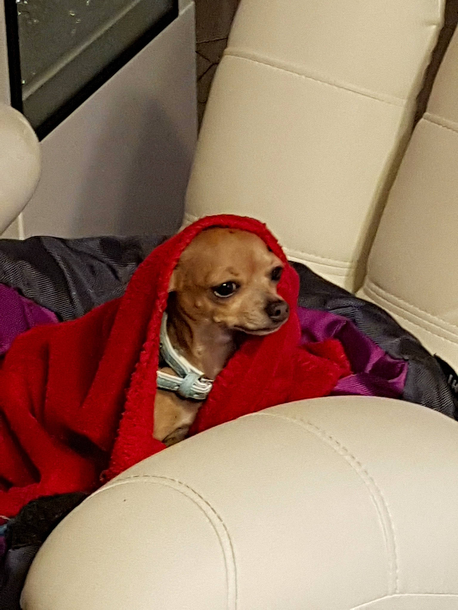 Lassie participe au concours pour gagner de l'argent avec cette photo : american_cocker_spaniel, canidae, car_seat, carnivore, chihuahua, comfort, companion_dog, dog, dog_breed, fawn, puppy, snout, sporting_group, toy_dog