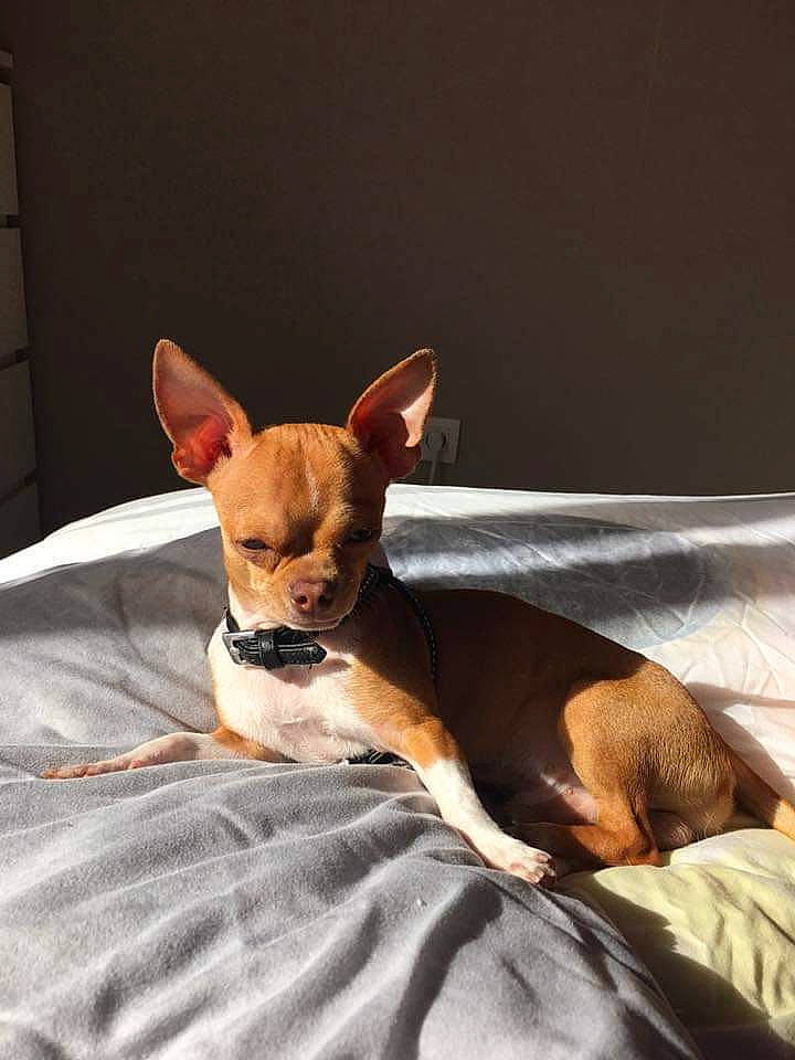 Diego participe au concours pour gagner de l'argent avec cette photo : canidae, carnivore, chihuahua, companion_dog, dog, dog_breed, ear, english_toy_terrier, fawn, mammal, prazsky_krysarik, puppy, russkiy_toy, snout, teddy_roosevelt_terrier, toy_dog, toy_fox_terrier, vertebrate