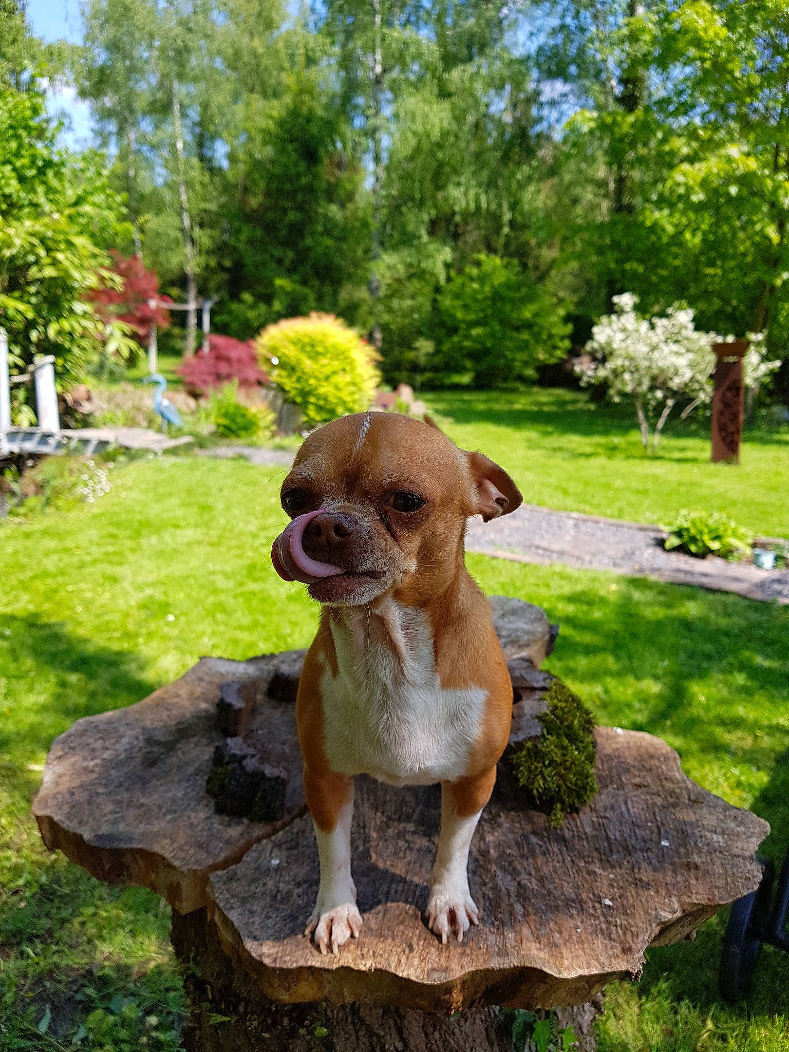 Diego participe au concours pour gagner de l'argent avec cette photo : canidae, carnivore, chihuahua, companion_dog, dog, dog_breed, fawn, garden, grass, lawn, mammal, plant, puggle, puppy, sporting_group, toy_dog, tree