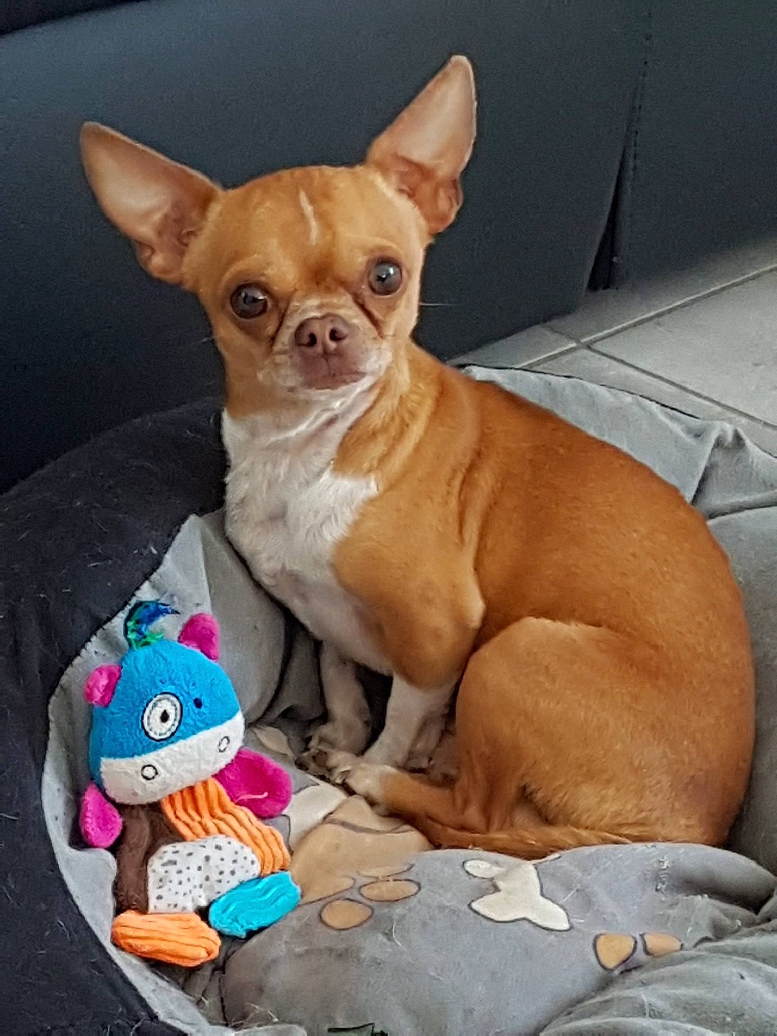 Diego a rejoint le concours — aidez-le/la à gagner de superbes lots ! ancient_dog_breeds, canidae, car_seat, carnivore, chihuahua, companion_dog, dog, dog_breed, dog_clothes, fawn, french_bulldog, mammal, puppy, snout, toy_dog, vertebrate, whiskers