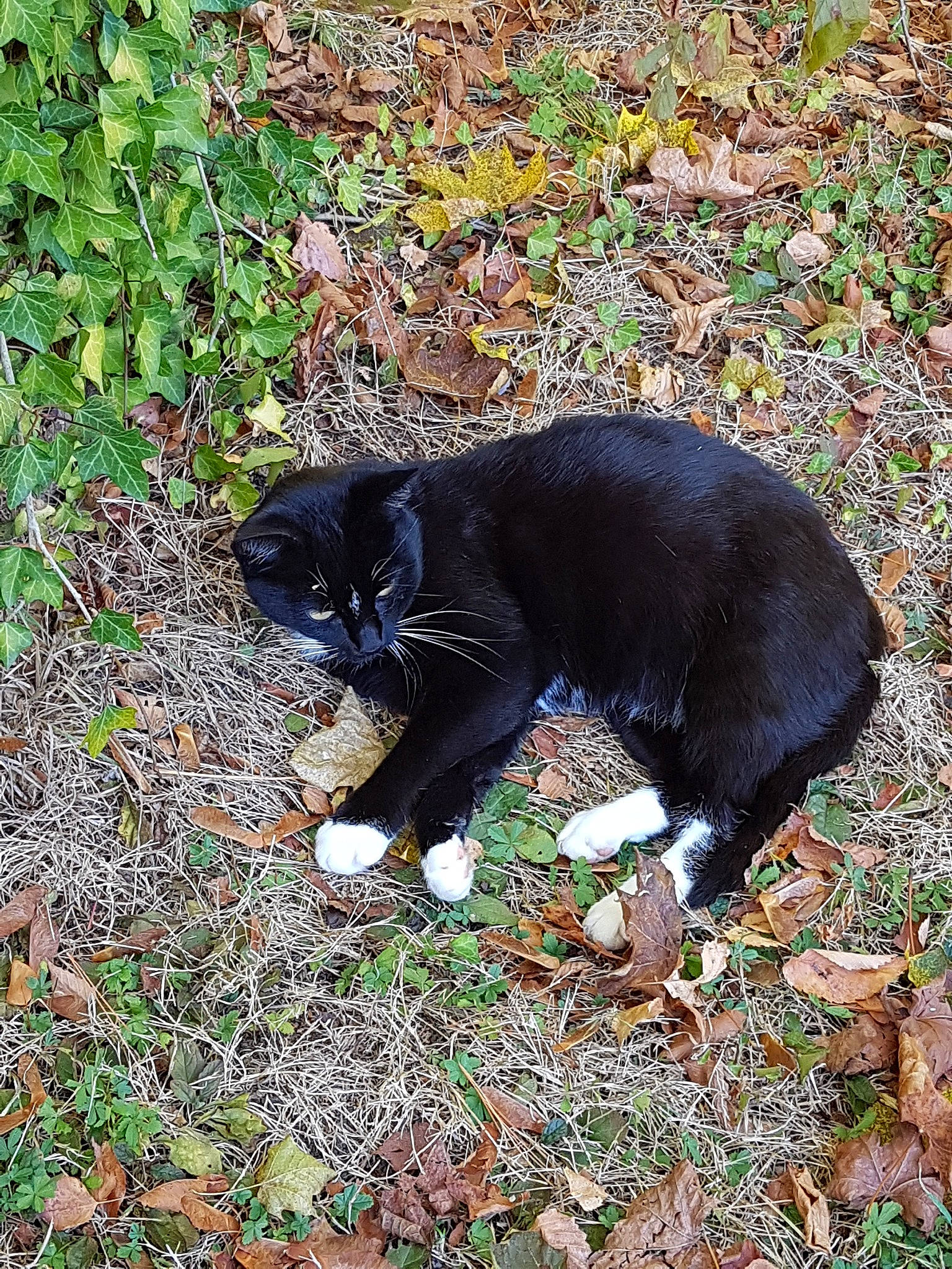 Luna participe au concours pour gagner de l'argent avec cette photo : canidae, carnivore, cat, dog_breed, felidae, mammal, small_to_medium_sized_cats, sporting_group