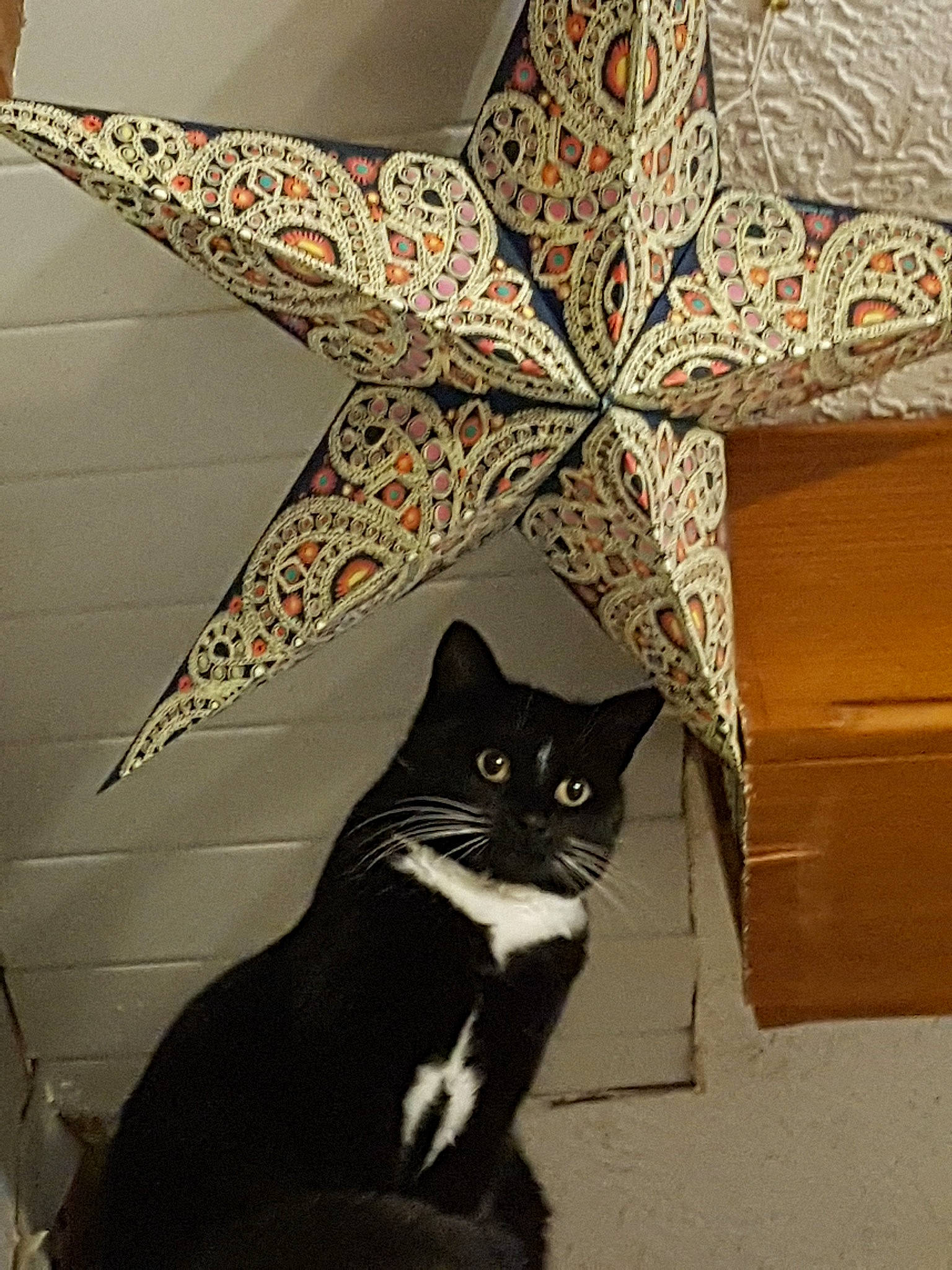 Luna participe au concours pour gagner de l'argent avec cette photo : american_shorthair, asian, black_cat, carnivore, cat, ceiling, domestic_short_haired_cat, european_shorthair, felidae, kitten, small_to_medium_sized_cats, tail, whiskers