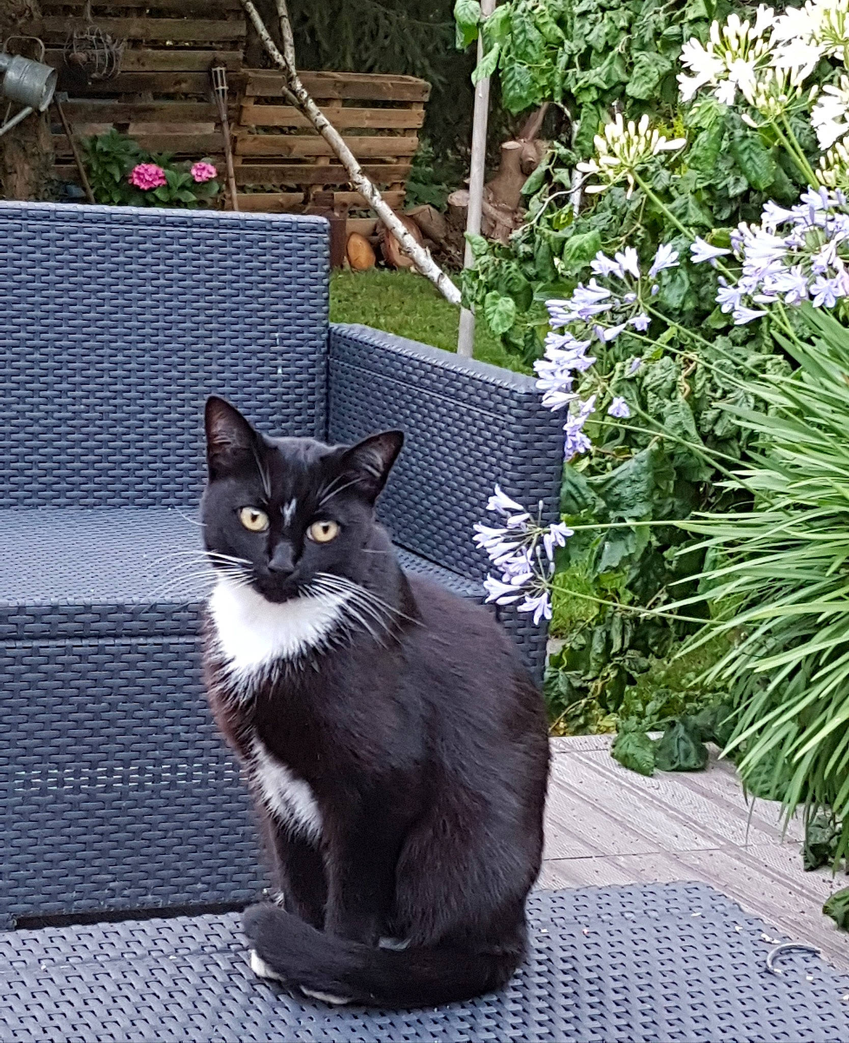 Luna participe au concours pour gagner de l'argent avec cette photo : asian, black_cat, bombay, carnivore, cat, domestic_short_haired_cat, european_shorthair, felidae, flower, flowerpot, garden, grass, plant, small_to_medium_sized_cats, tail, whiskers