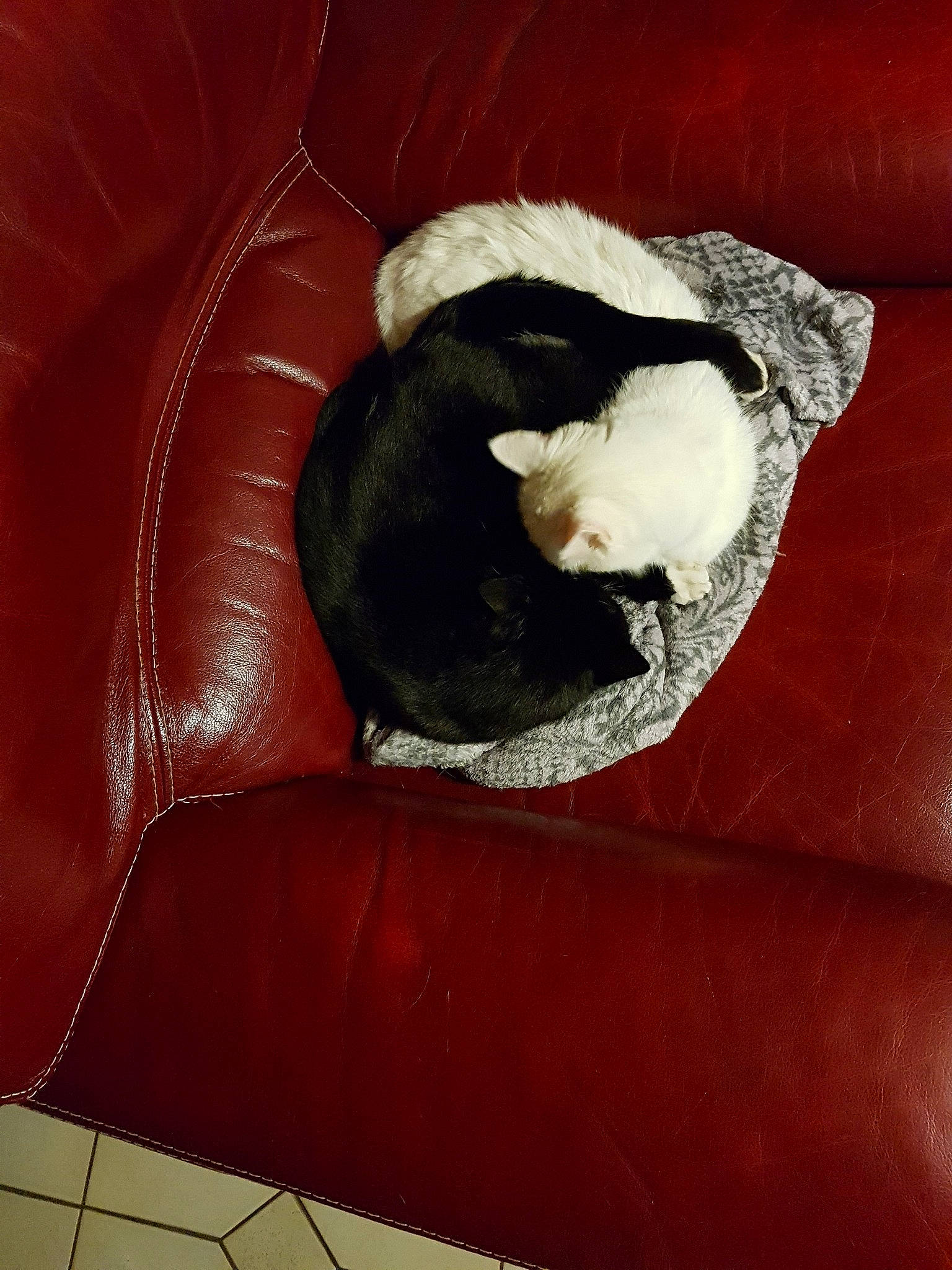 Luna participe au concours pour gagner de l'argent avec cette photo : red, still_life, still_life_photography