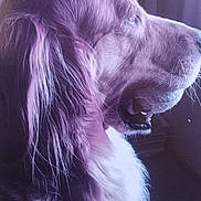 Annie joined the competition — help win amazing prizes! dog, golden_retriever, pet, animal, fur, profile, close_up, side_view, canine, muzzle, whiskers, indoor, portrait, looking_away, calm, domestic, furry, snout, ears, long_hair