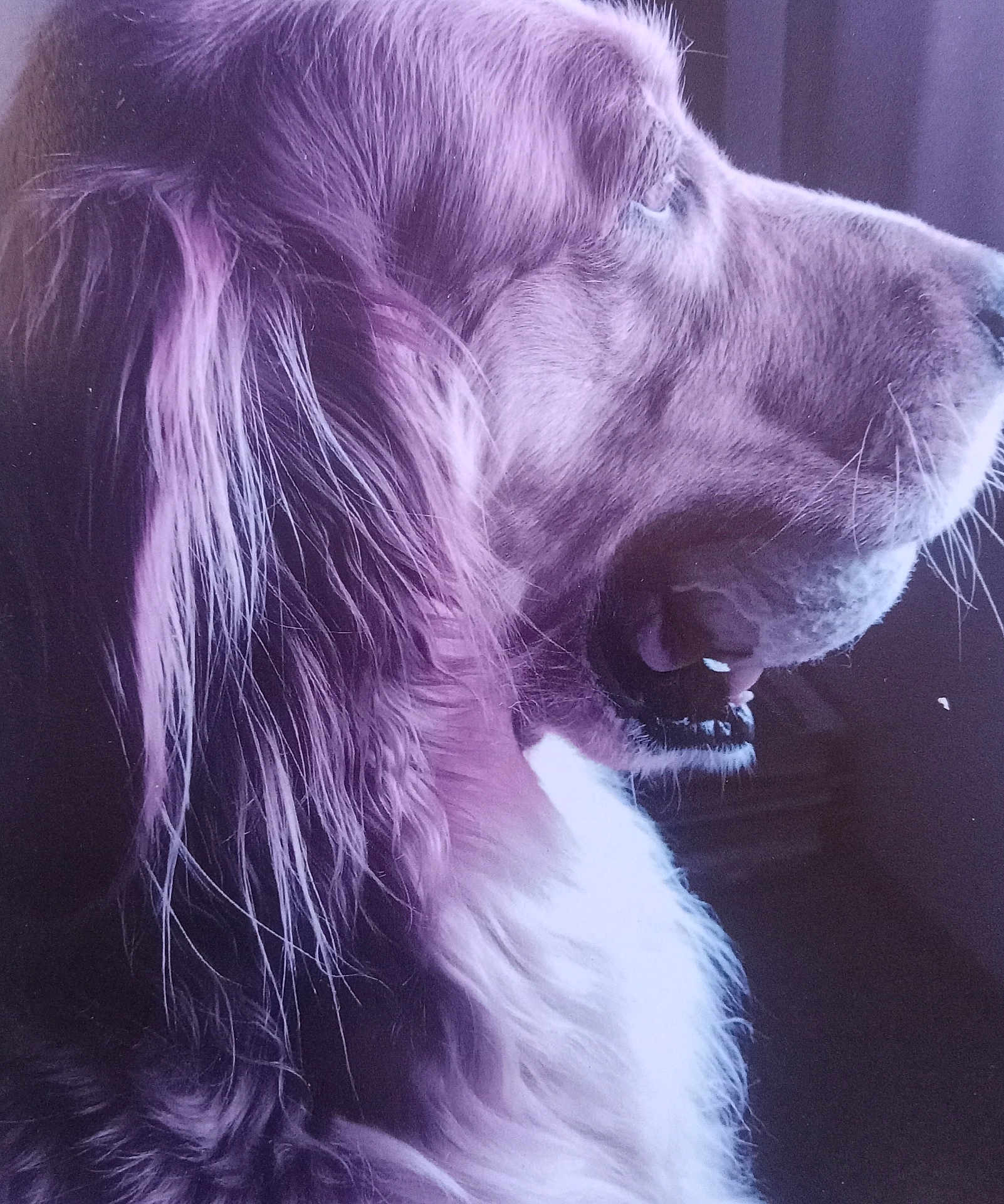 Annie joined the competition — help win amazing prizes! dog, golden_retriever, pet, animal, fur, profile, close_up, side_view, canine, muzzle, whiskers, indoor, portrait, looking_away, calm, domestic, furry, snout, ears, long_hair