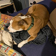Kiara a rejoint le concours — aidez-le/la à gagner de superbes lots ! dog, brown_and_white, pet, sleeping, lying_down, couch, blanket, pillow, green_collar, indoors, living_room, cozy, relaxed, resting, short_hair, white_markings, furniture, electronic_devices, shelf, portrait