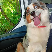 Vayana a rejoint le concours — aidez-le/la à gagner de superbes lots ! animal, canine, car_interior, closeup, collar, daylight, dog, fur, greenery, happy, heterochromia, indoor, nature, pet, seat, sitting, tongue_out, tree, vehicle, window
