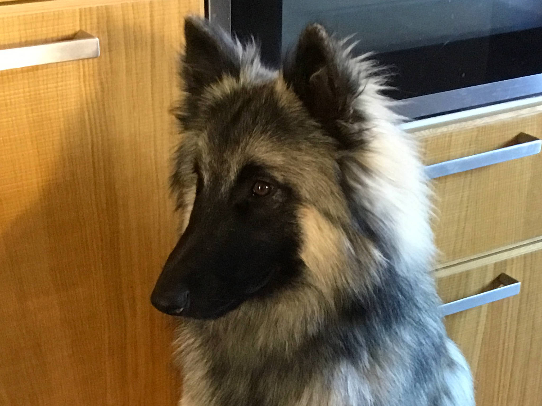 Tipp-ex participe au concours pour gagner de l'argent avec cette photo : ancient_dog_breeds, canidae, canis, carnivore, companion_dog, dog, dog_breed, fawn, fur, giant_dog_breed, hardwood, herding_dog, king_shepherd, non_sporting_group, snout, sporting_group, terrestrial_animal, wood, working_animal, working_dog