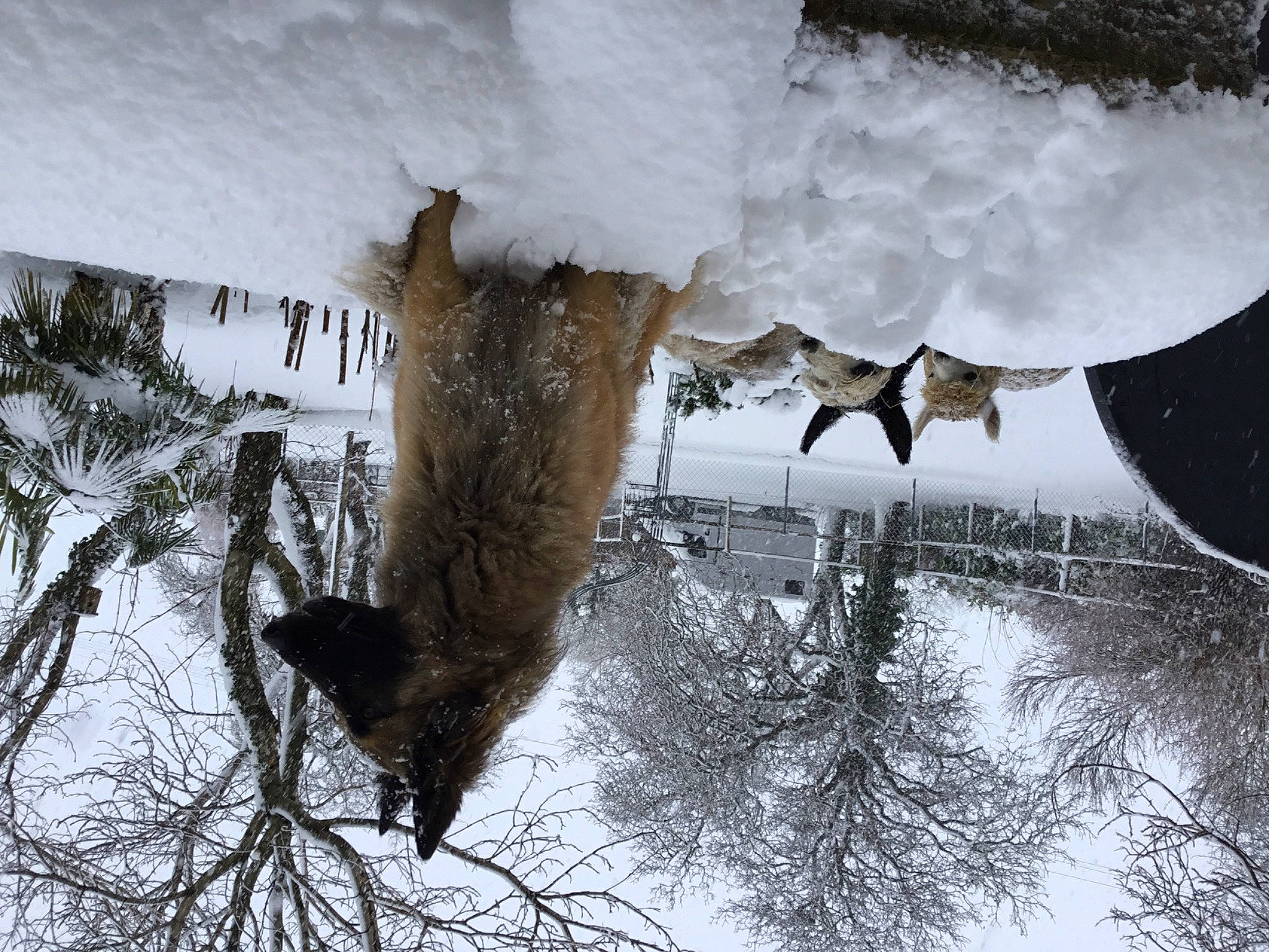 Mara a rejoint le concours — aidez-le/la à gagner de superbes lots ! art, beak, branch, feather, freezing, frost, fur, plant, precipitation, reflection, snow, tail, terrestrial_animal, tree, trunk, twig, wildlife, window, winter, wood