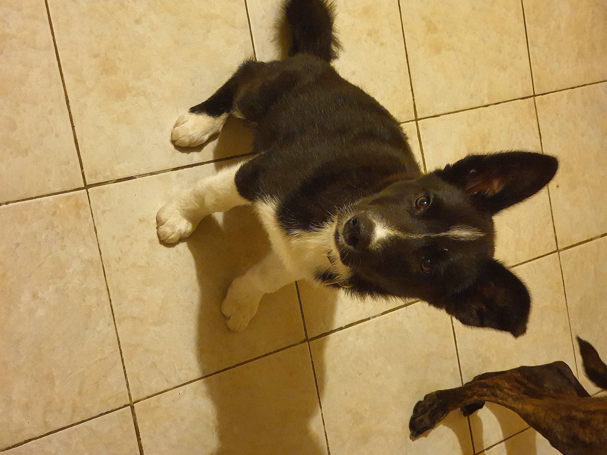 Aïko a rejoint le concours — aidez-le/la à gagner de superbes lots ! canidae, carnivore, collar, companion_dog, dog, dog_breed, dog_supply, floor, flooring, fur, pet_supply, shadow, snout, sporting_group, tail, tile, tile_flooring, vertebrate, working_animal, working_dog