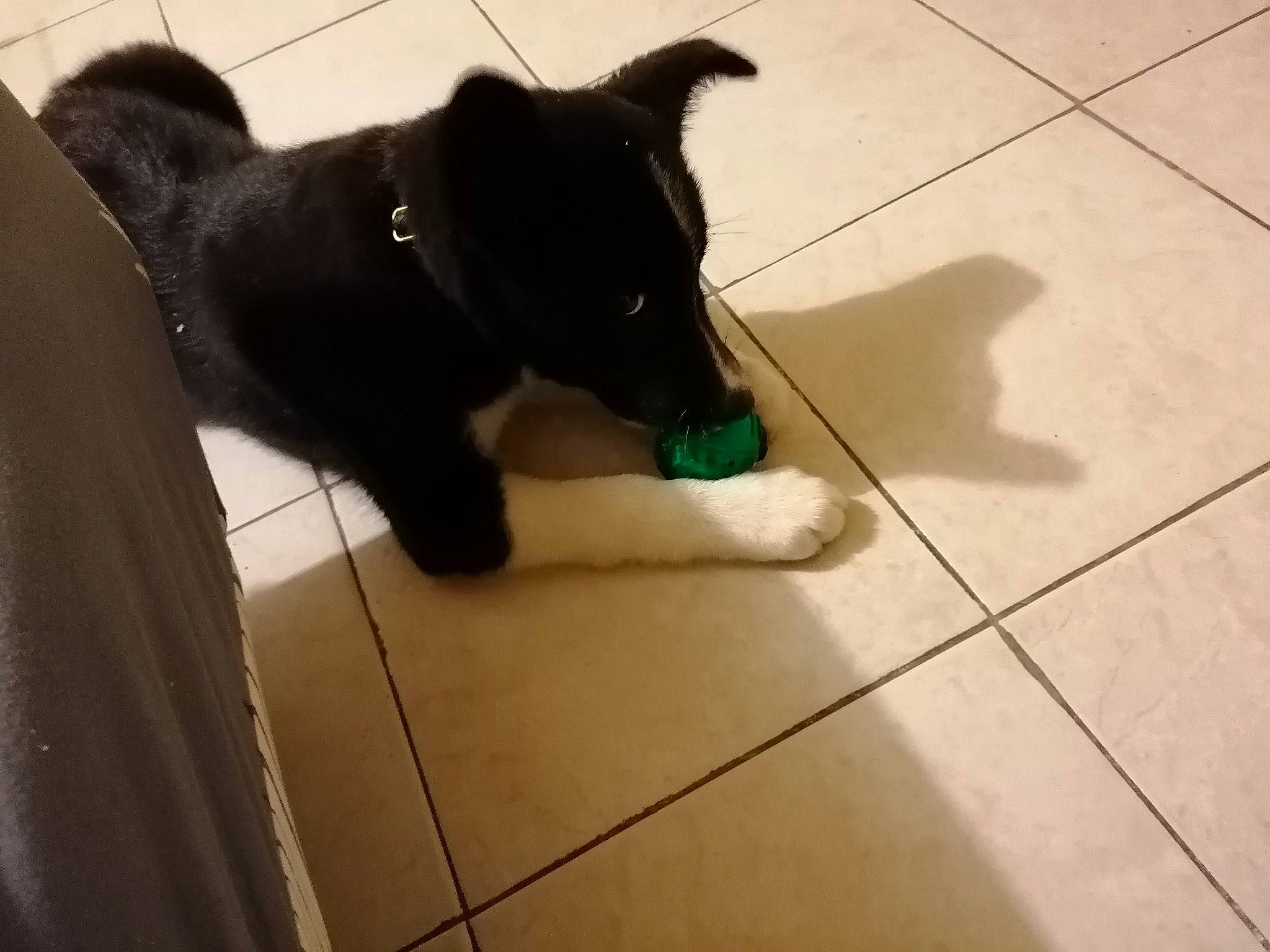 Aïko participe au concours pour gagner de l'argent avec cette photo : black, black_cat, canidae, carnivore, dog, dog_breed, floor, flooring, fur, pet_supply, shadow, snout, square, tail, tile, tile_flooring, working_animal, working_dog