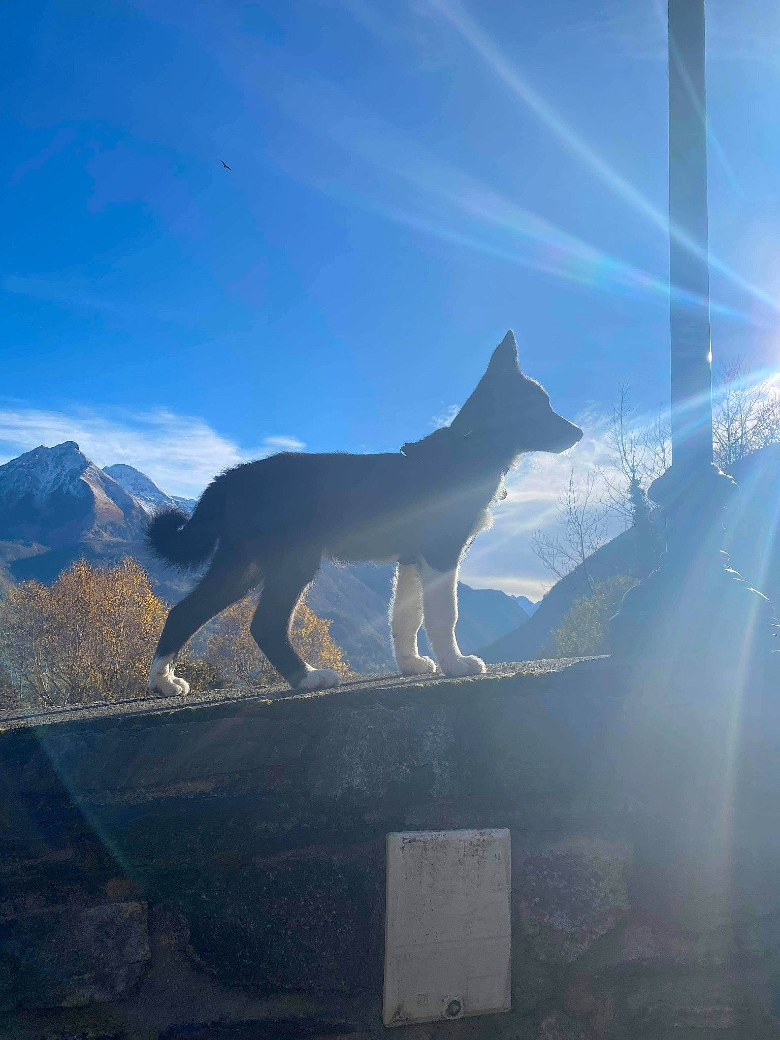Aïko a rejoint le concours — aidez-le/la à gagner de superbes lots ! ancient_dog_breeds, canidae, canis, carnivore, dog, dog_breed, lens_flare, sculpture, summit, wolf, working_dog