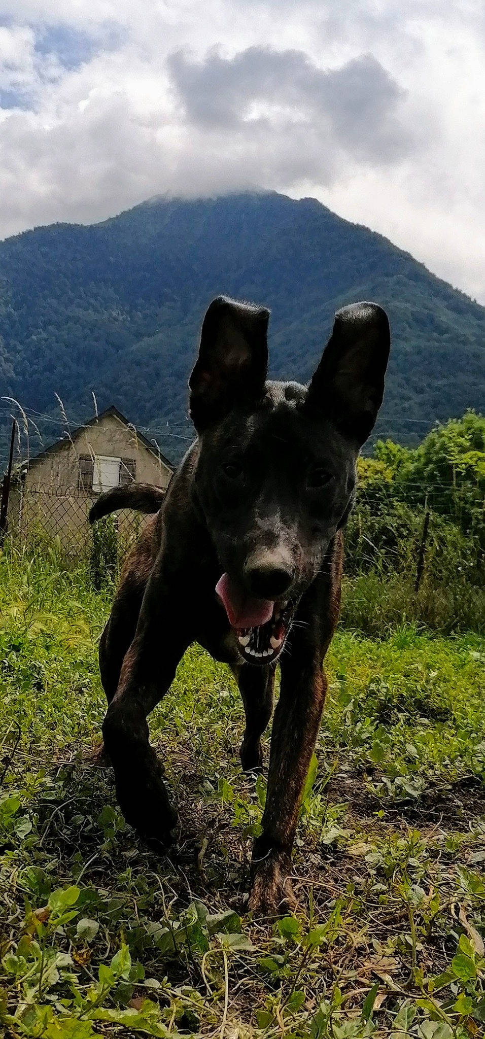 Djéna a rejoint le concours — aidez-le/la à gagner de superbes lots ! adventure, alaunt, american_pit_bull_terrier, american_staffordshire_terrier, cane_corso, canidae, carnivore, dog, dog_breed, guard_dog, hunting_dog, mammal, mountain, non_sporting_group, snout, sporting_group, vertebrate