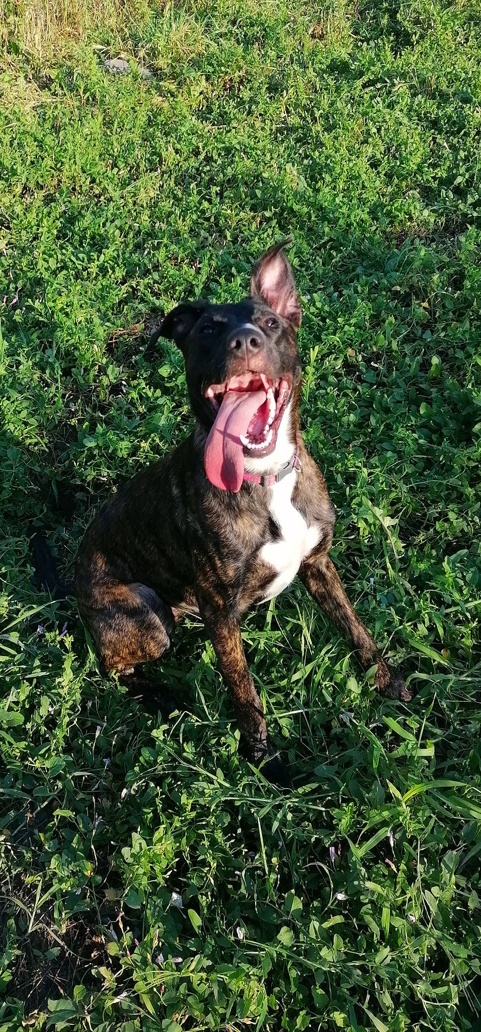 Djéna a rejoint le concours — aidez-le/la à gagner de superbes lots ! american_staffordshire_terrier, canidae, canis_panther, carnivore, collar, dog, dog_breed, dog_collar, fawn, feist, hunting_dog, louisiana_catahoula_leopard_dog, mammal, mountain_cur, non_sporting_group, pit_bull, rare_breed_dog, sporting_group, treeing_tennessee_brindle, vertebrate